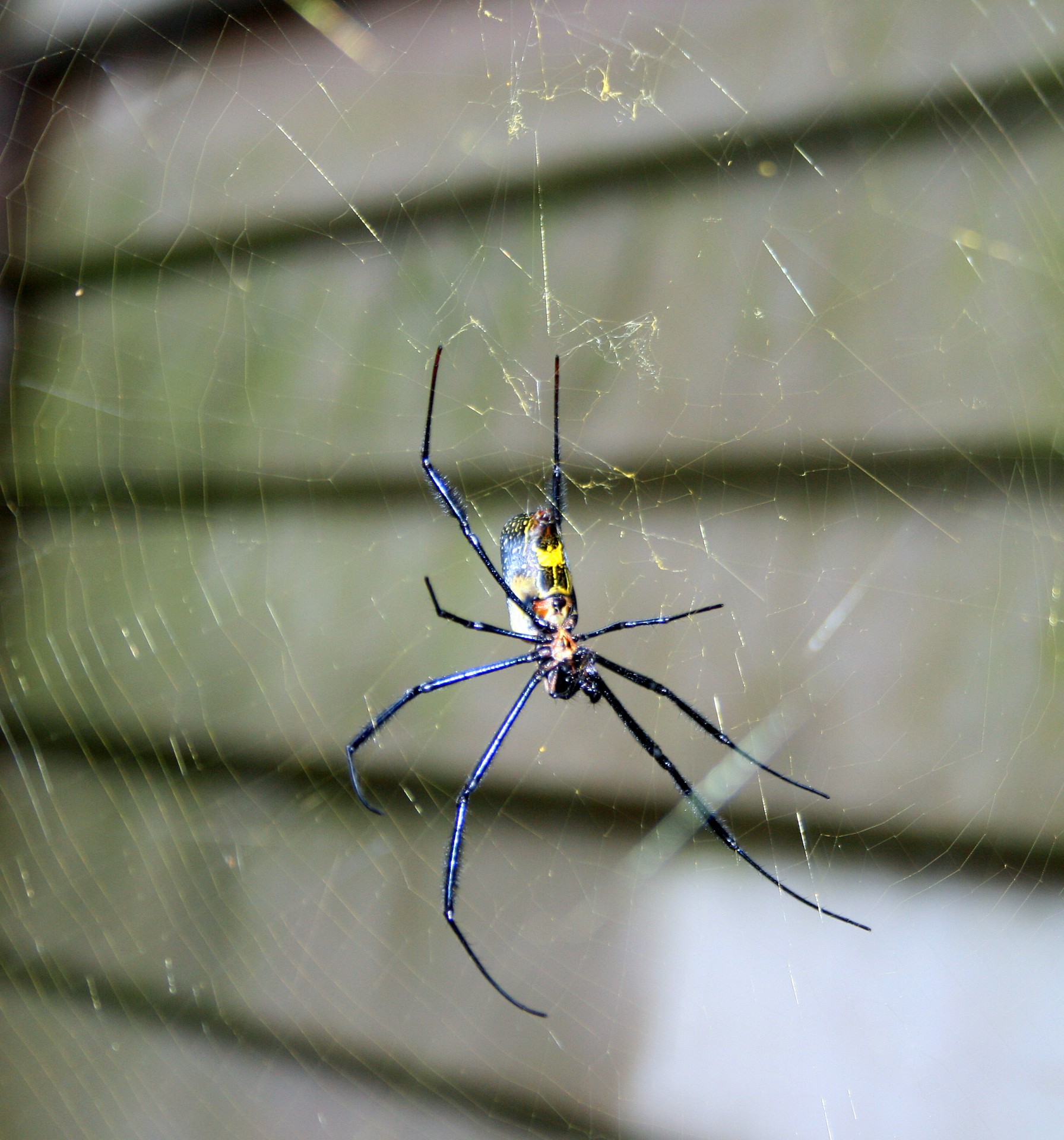 spider garden orb free photo