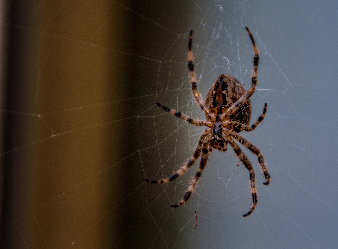 garden spider nature spin free photo