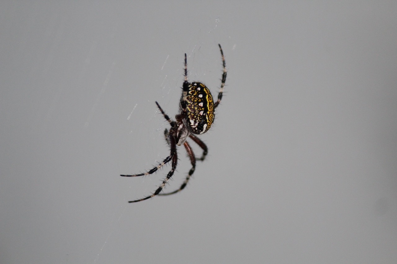 garden spider arachnid insects free photo