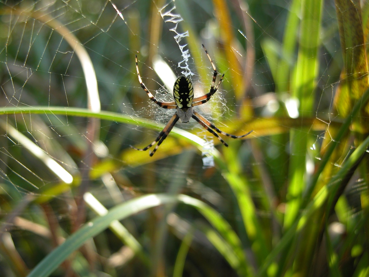 garden spider web arachnid free photo