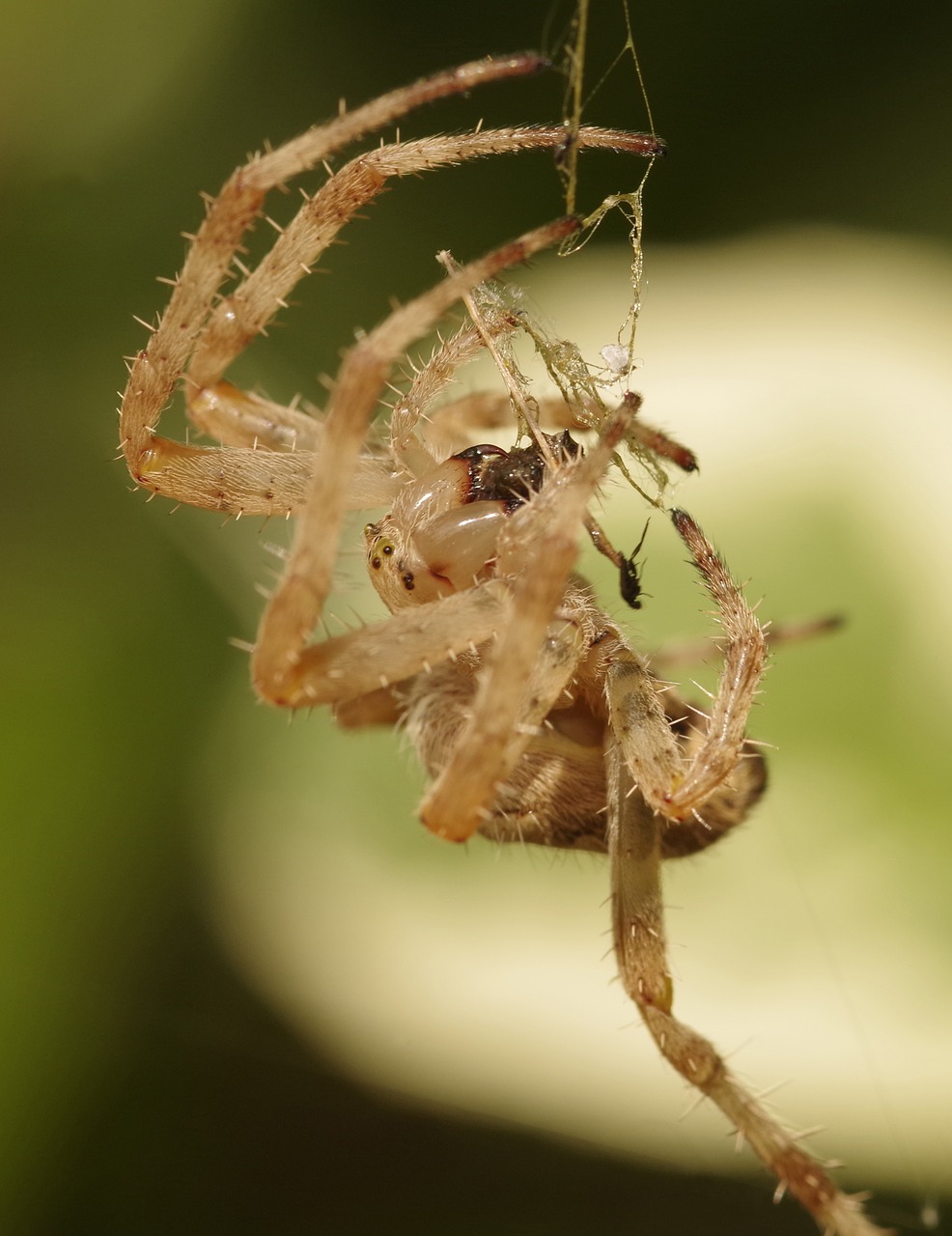 garden spider crowned orb weaver cross spider free photo