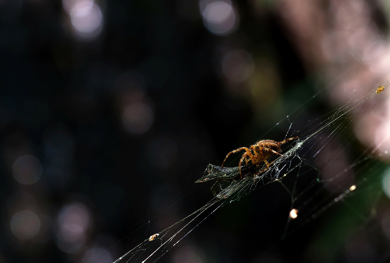 garden spider araneus diadematus light reflections free photo