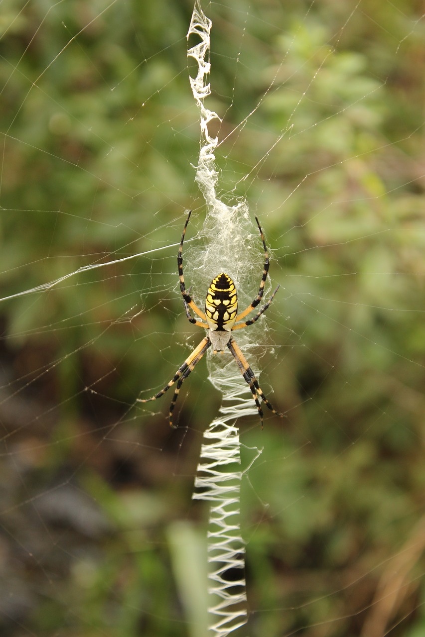 garden spider yellow black free photo