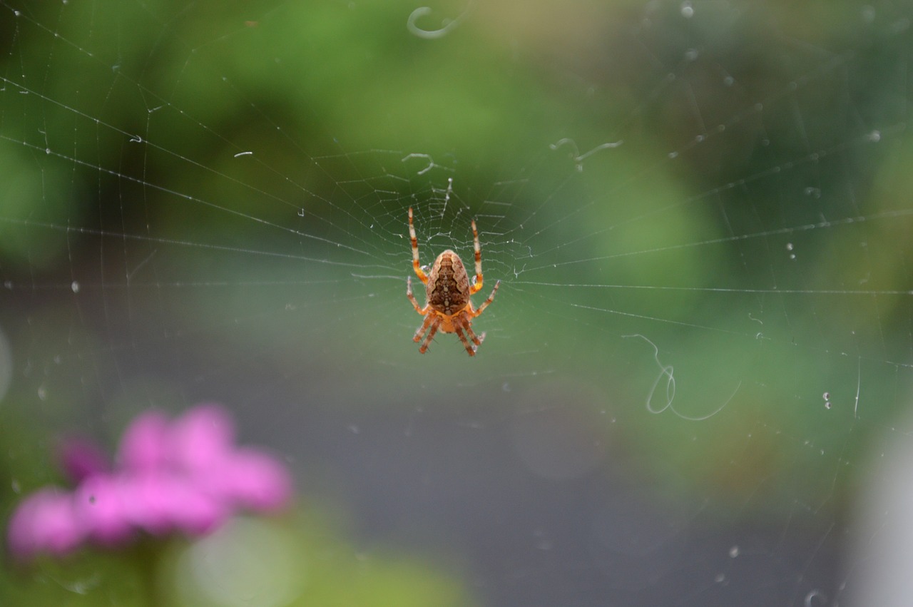 garden spider spin web free photo
