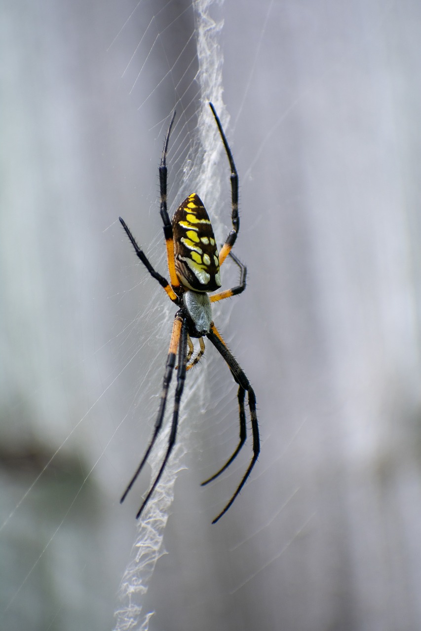 garden spider  spider  web free photo