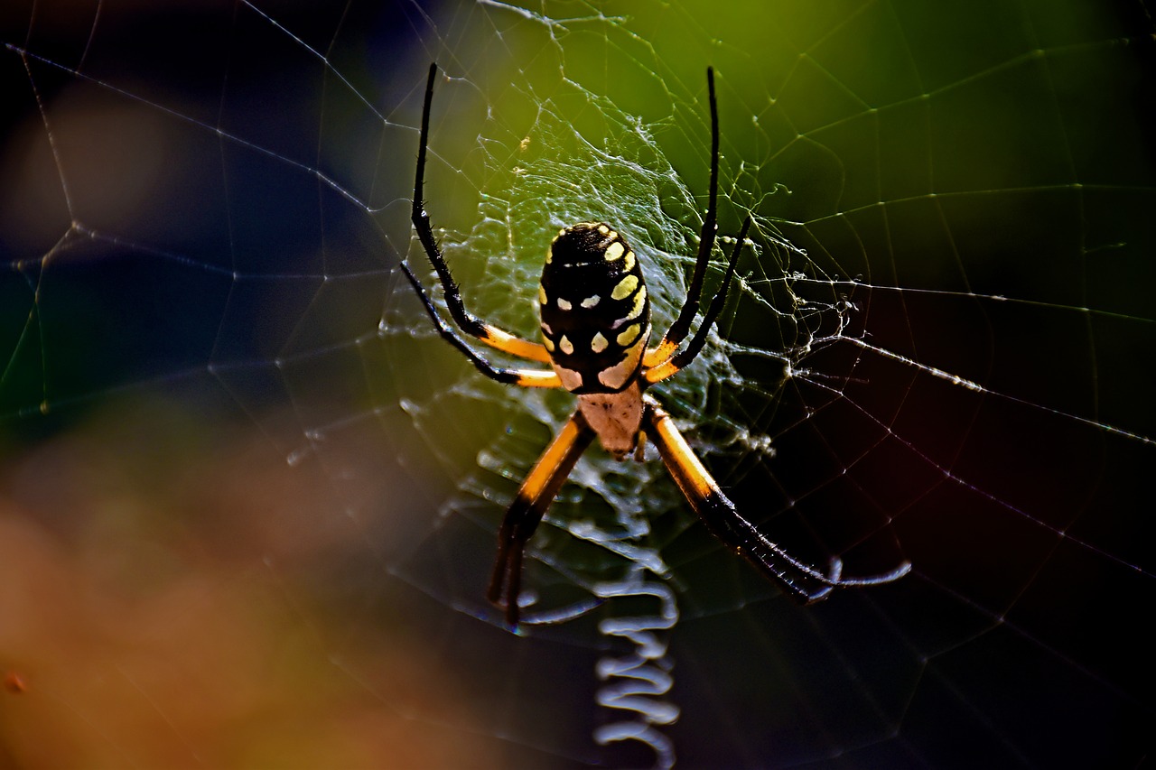 garden spider  spider  nature free photo