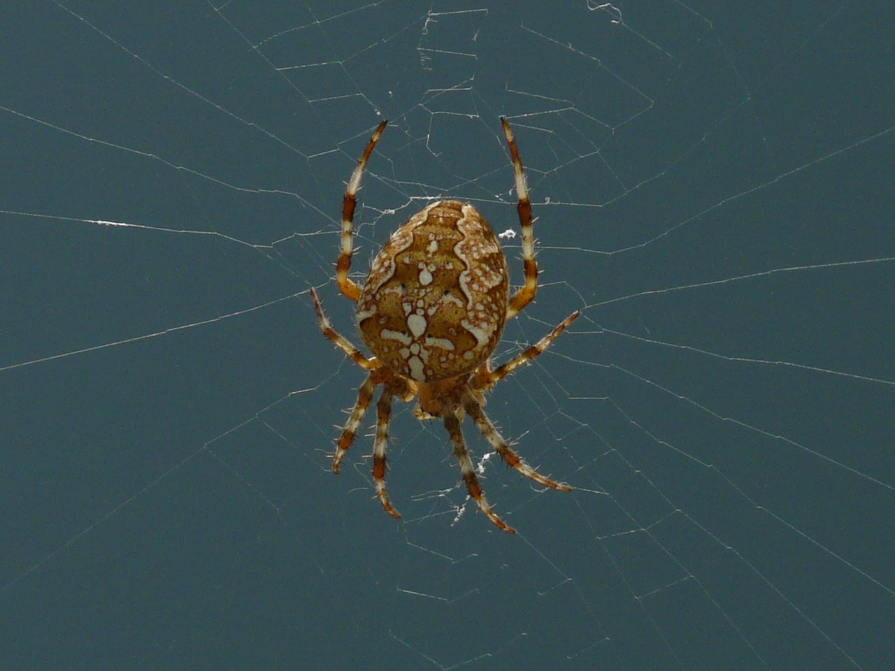 garden spider spider araneus diadematus free photo