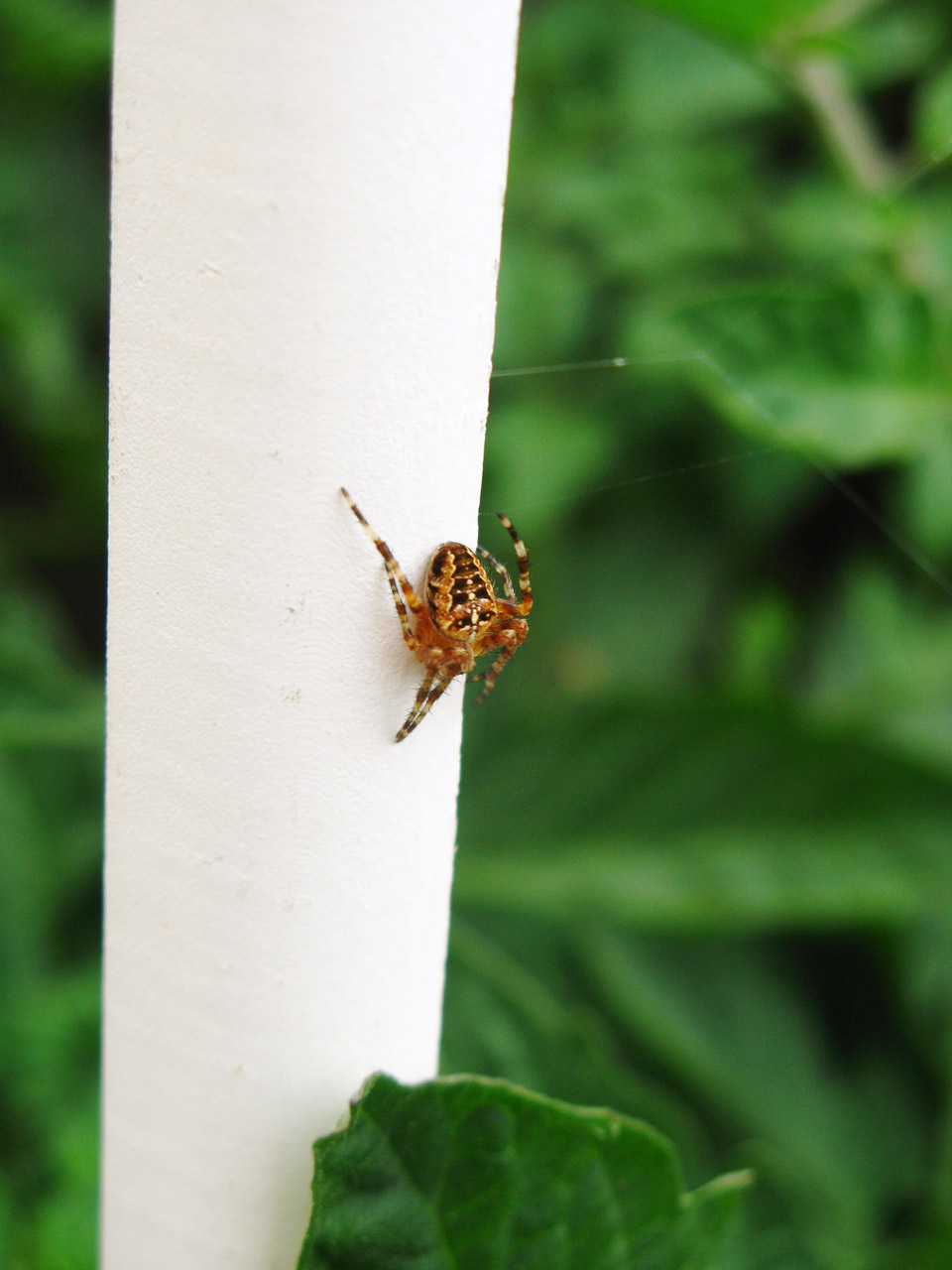 spider arachnid insect free photo