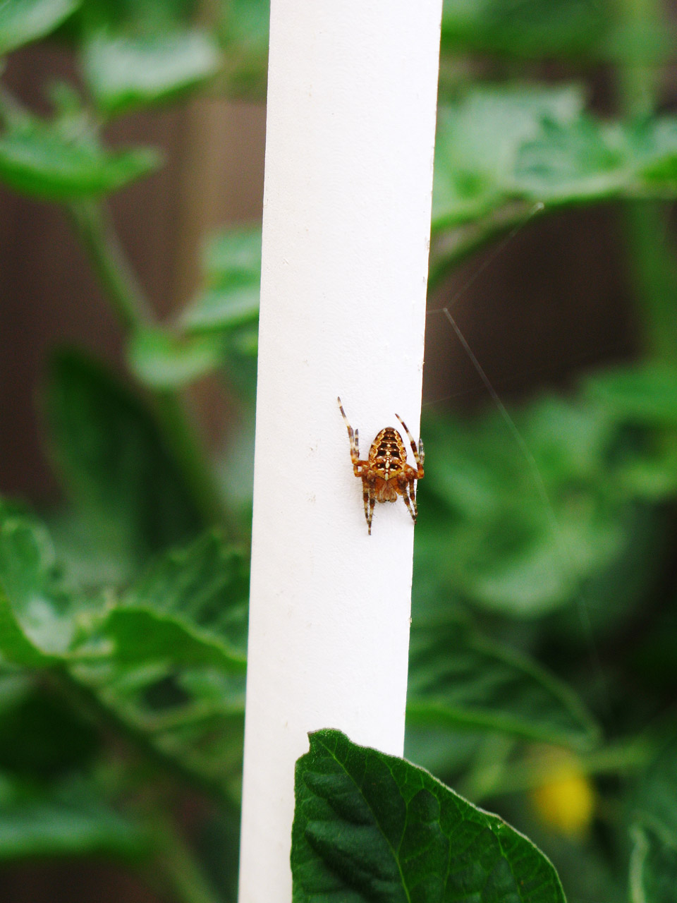 garden spider insect free photo