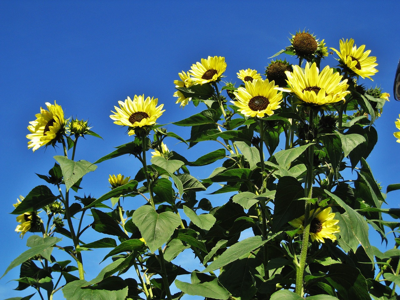 garden sunflowers blue sky flowers free photo