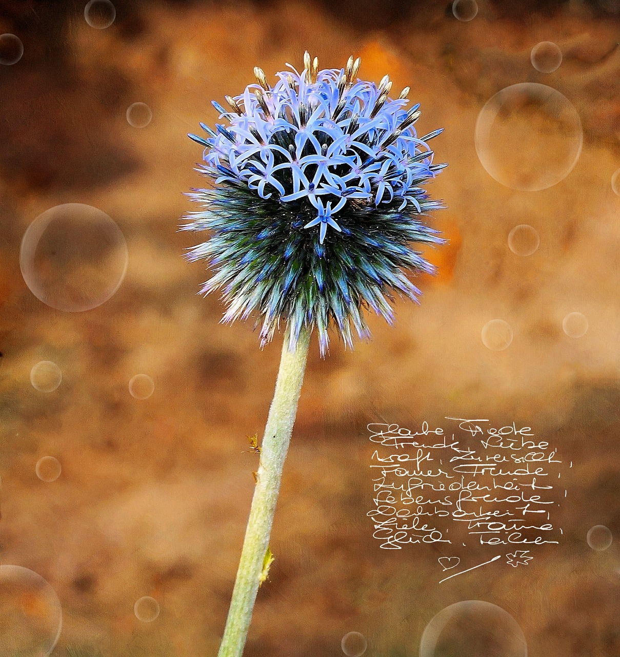 garden thistle thistle plant free photo