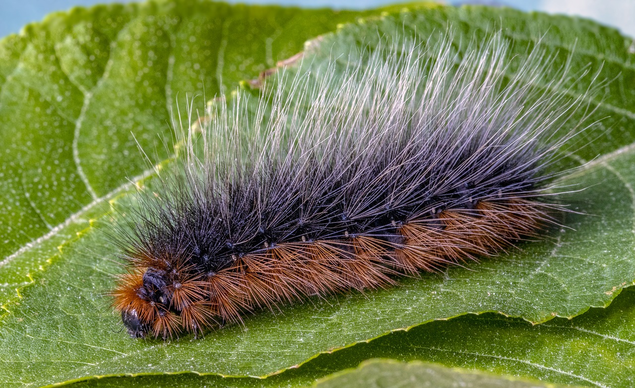 garden-tiger  moth  larva free photo