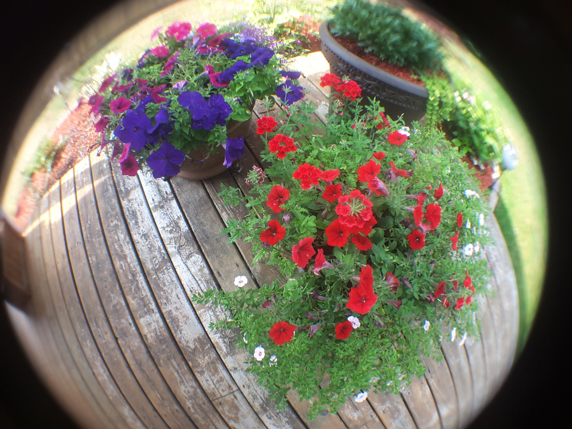 fish eye garden free photo