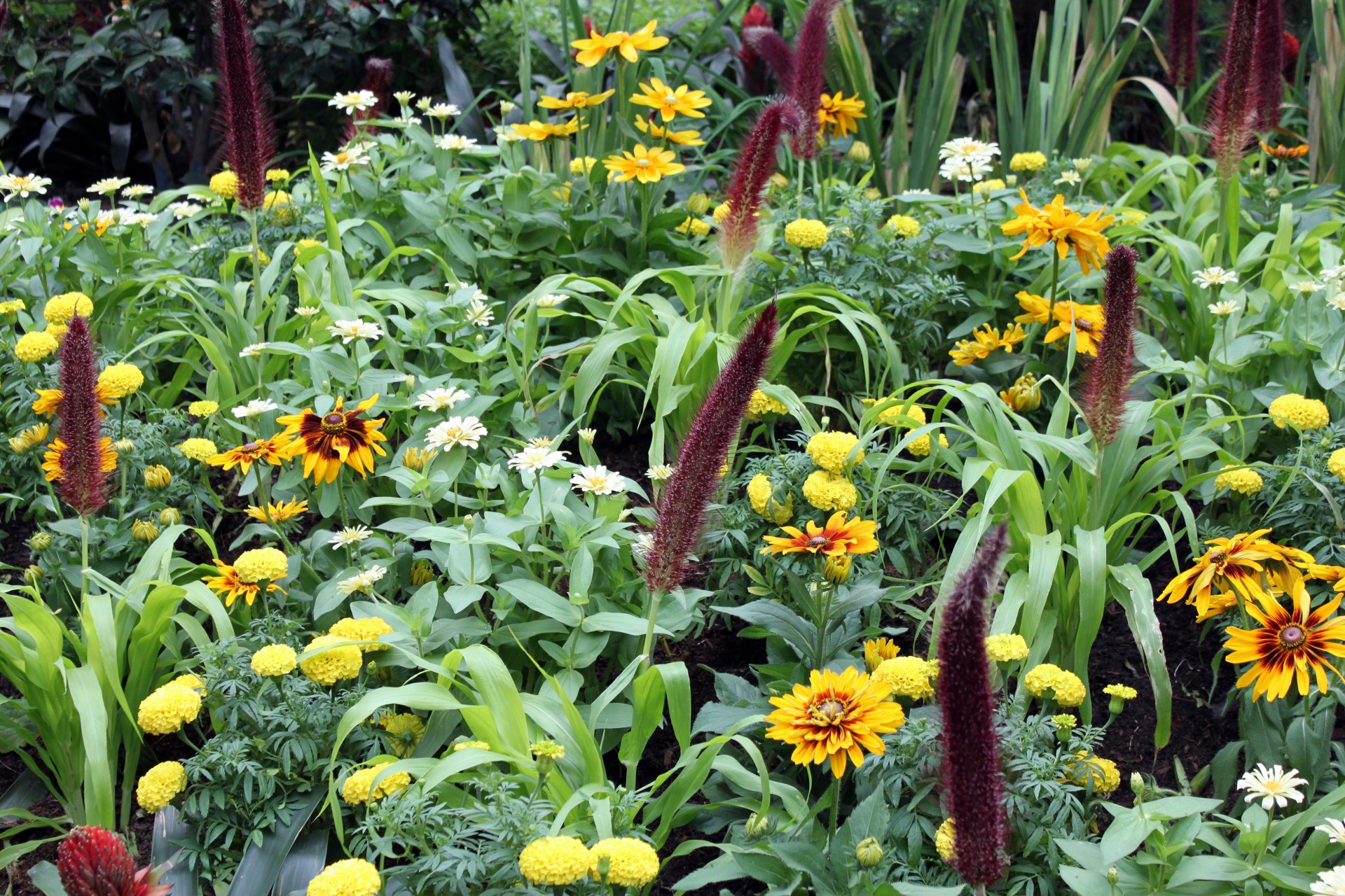 irises garden view flowers free photo