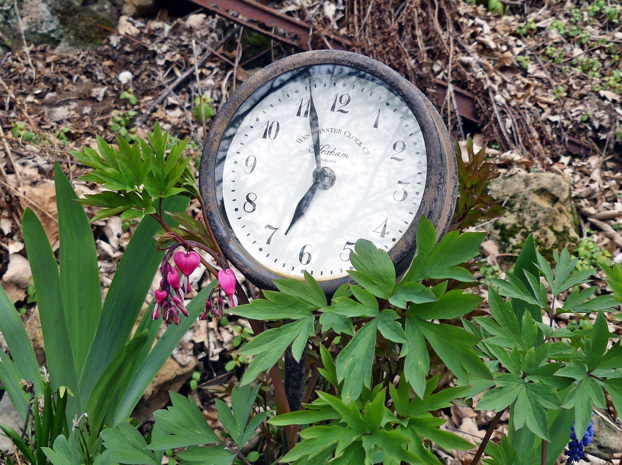 garden watch  old  antique free photo