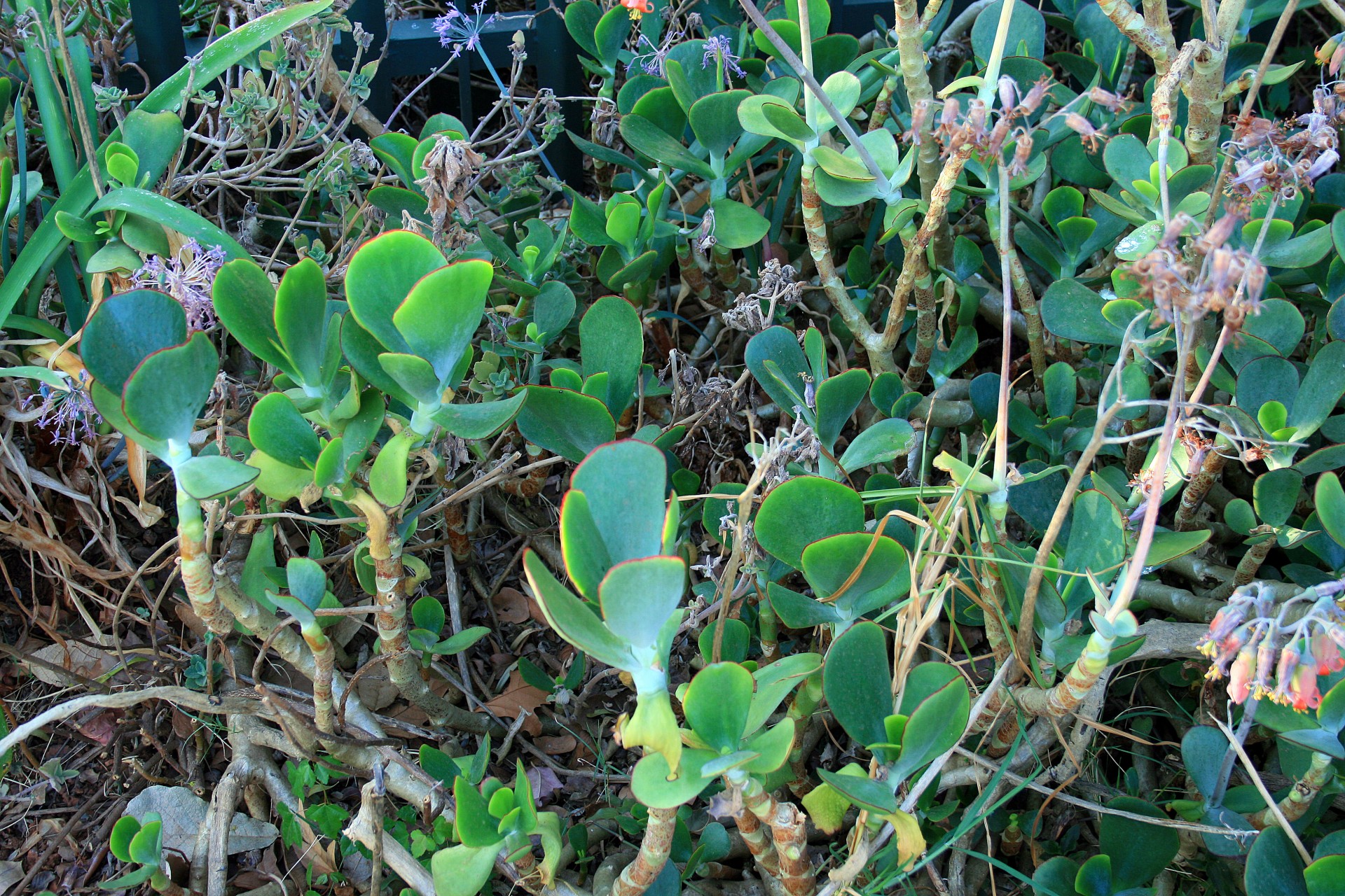 succulent leaves pig's ear free photo