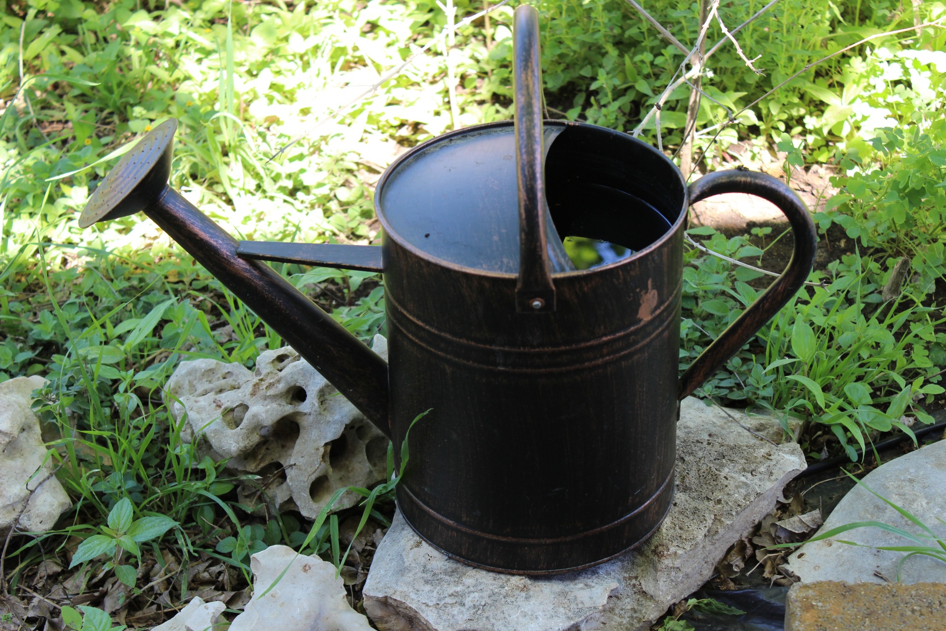 garden watering can free photo