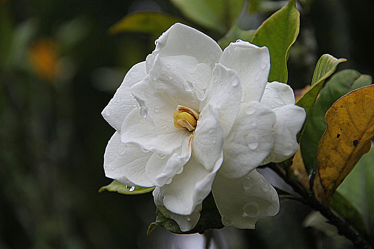 gardenia floral plant free photo