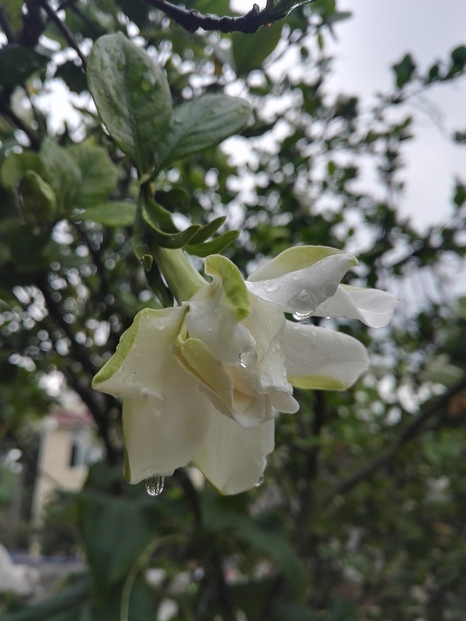 gardenia rain white free photo