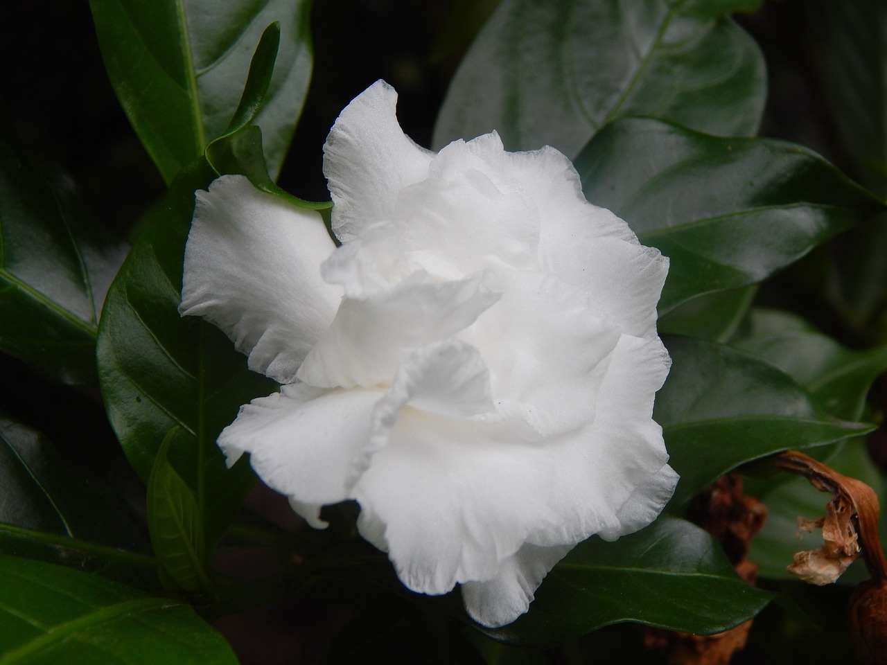 gardenia flower white free photo
