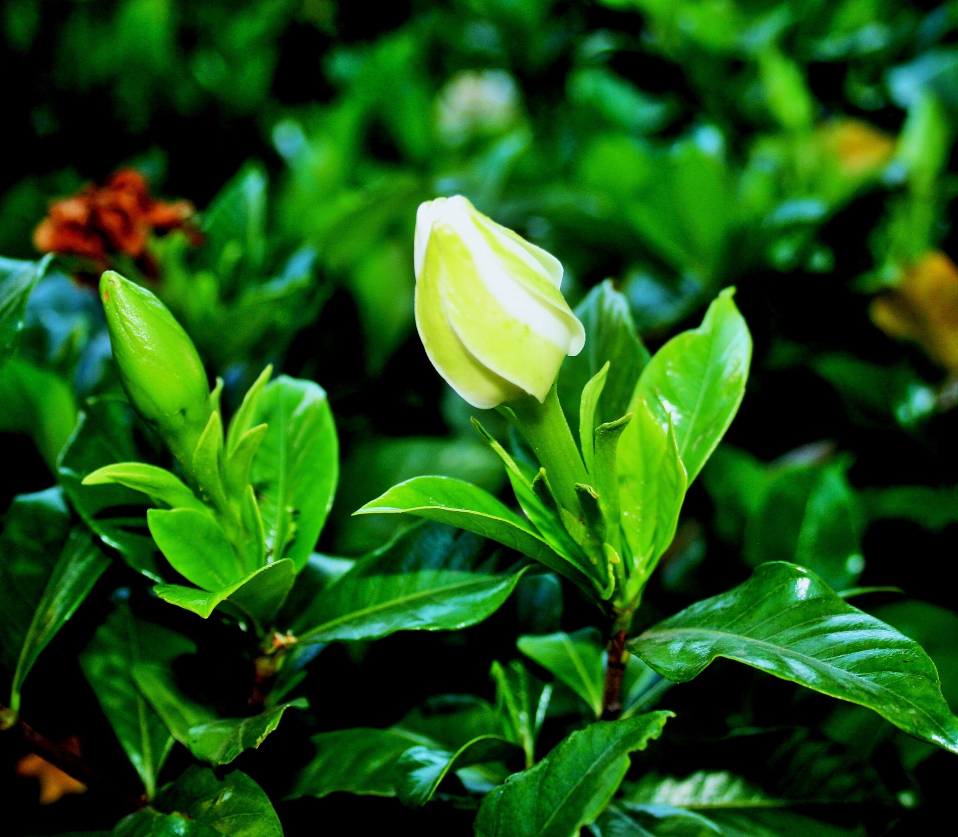 shrub gardenia buds free photo