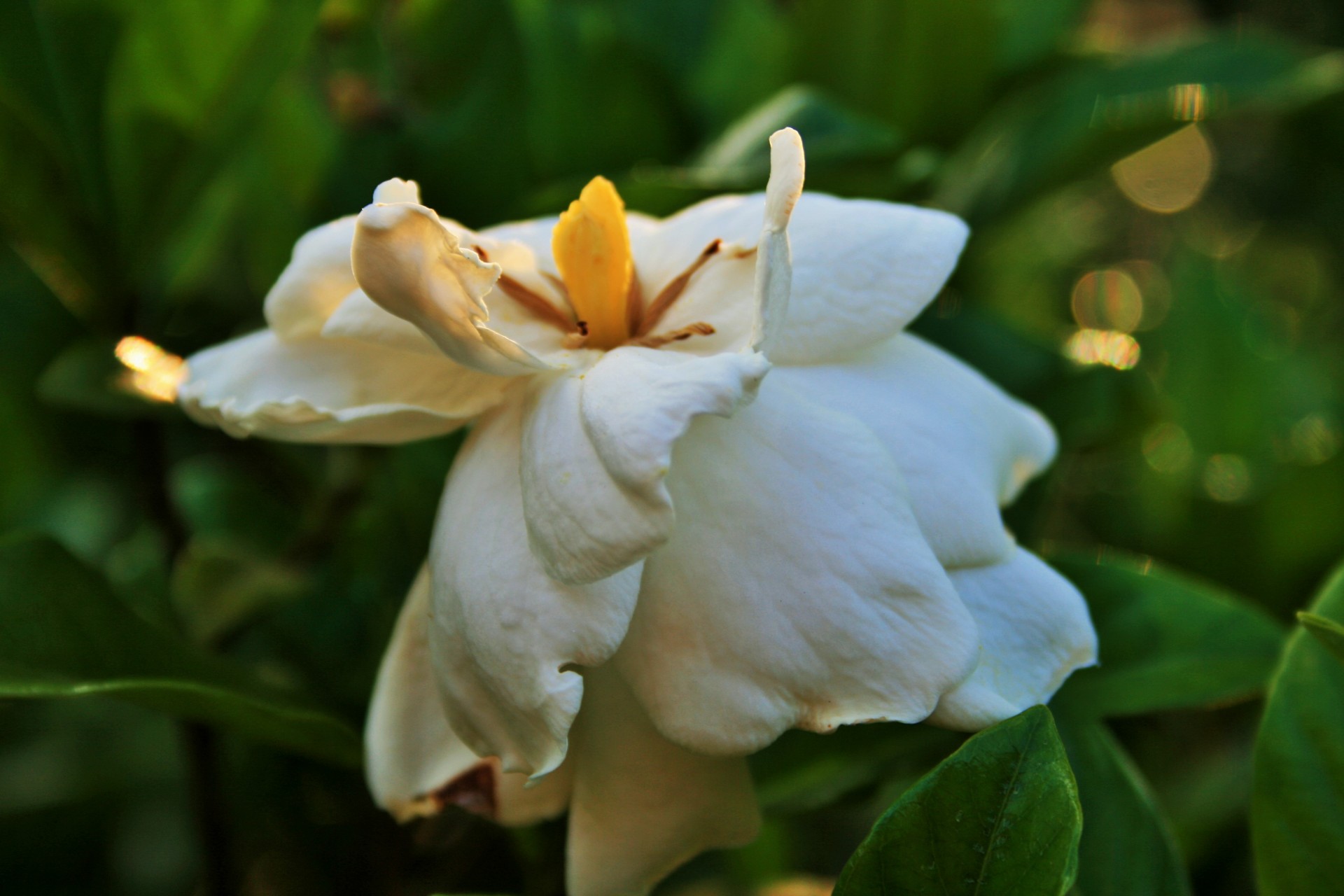 flower gardenia white free photo