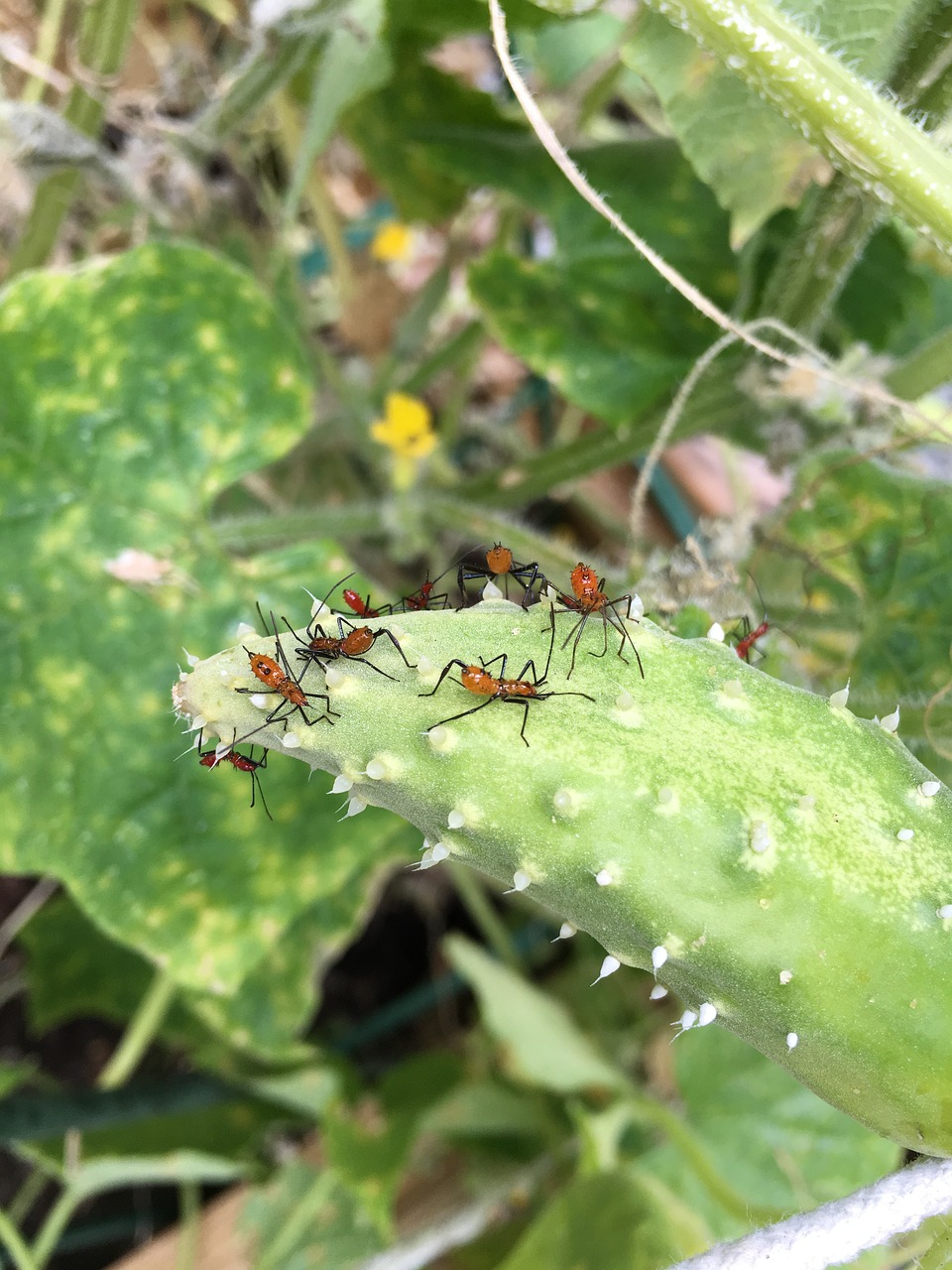 gardening bugs pests free photo