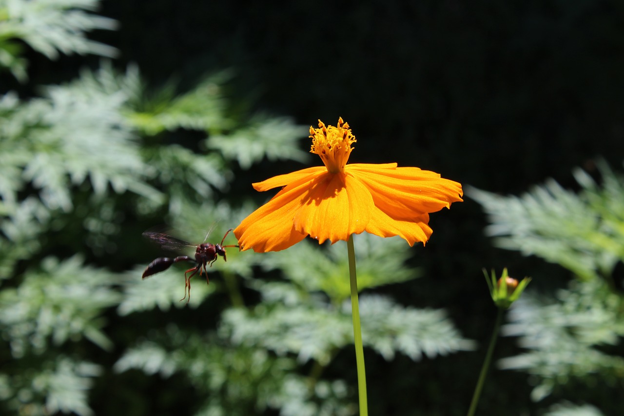 gardening flower nature free photo