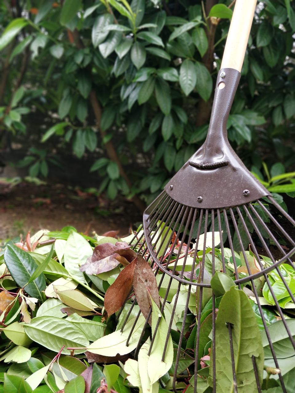 gardening  leaves  rake free photo