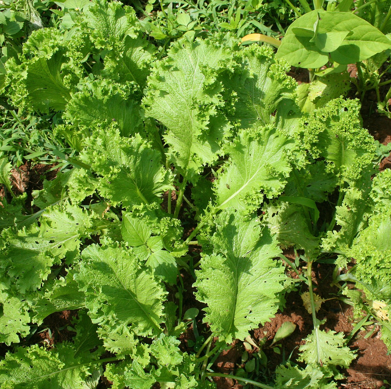 gardening mustard greens leaves free photo