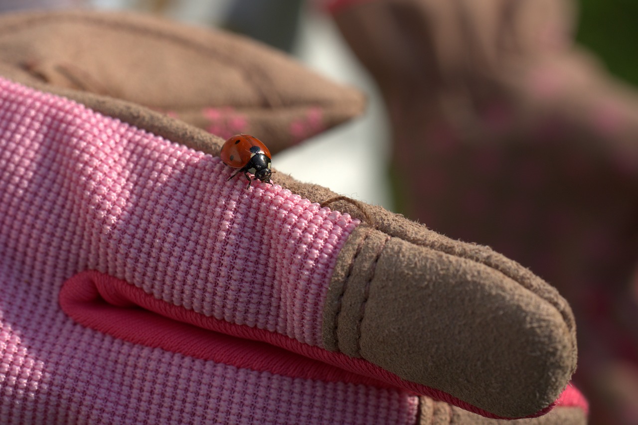 gardening  ladybug  glove free photo