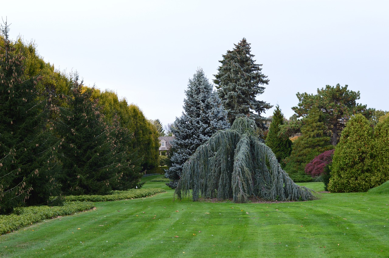 gardens greenery trees free photo