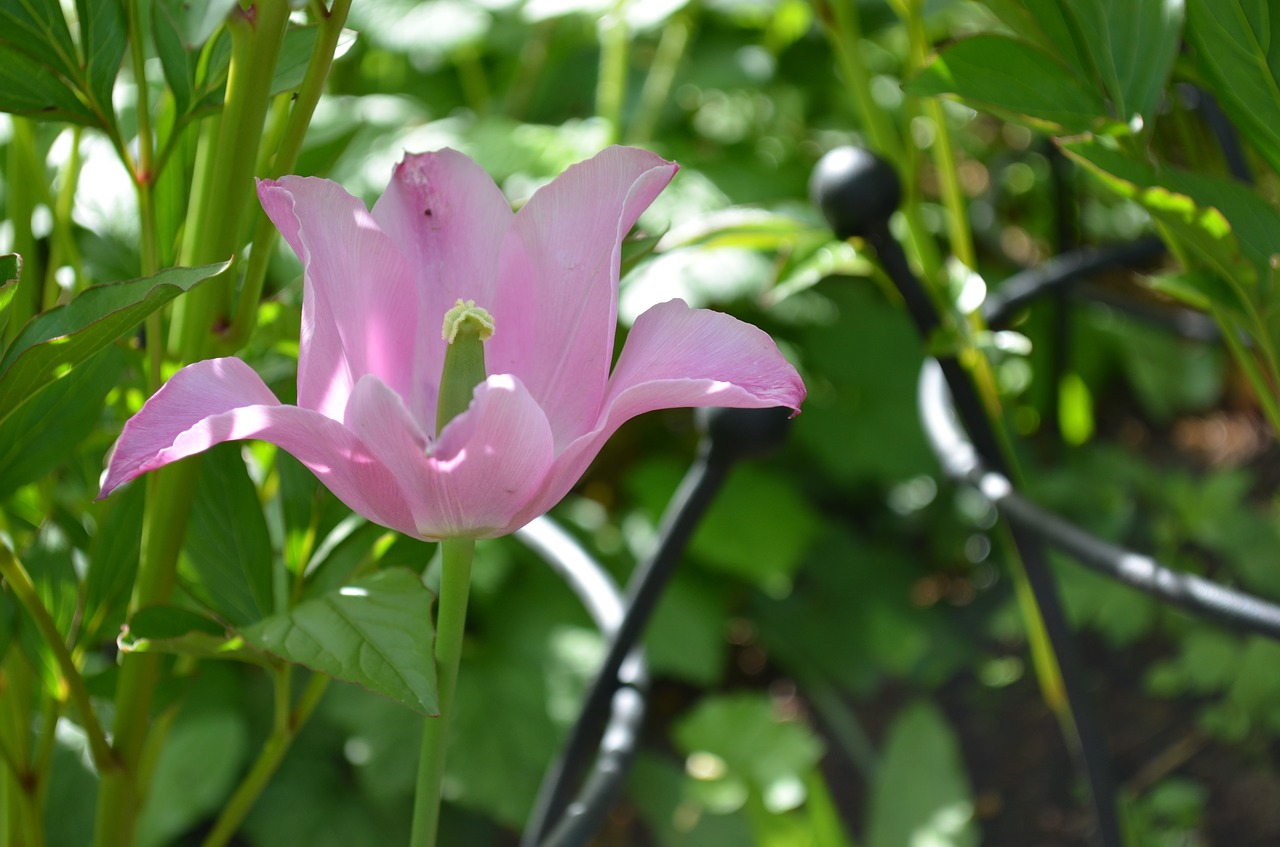 gardens flowers rabbits free photo