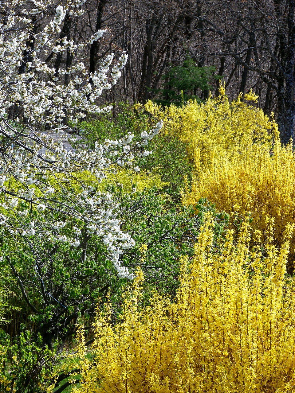 gardens spring flowering free photo