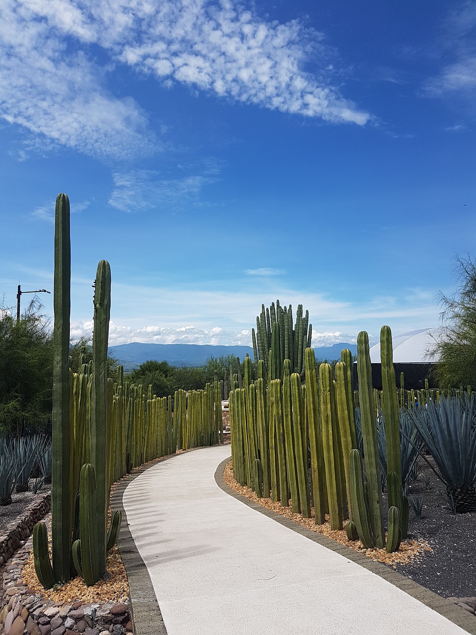 gardens mexico mexico garden free photo