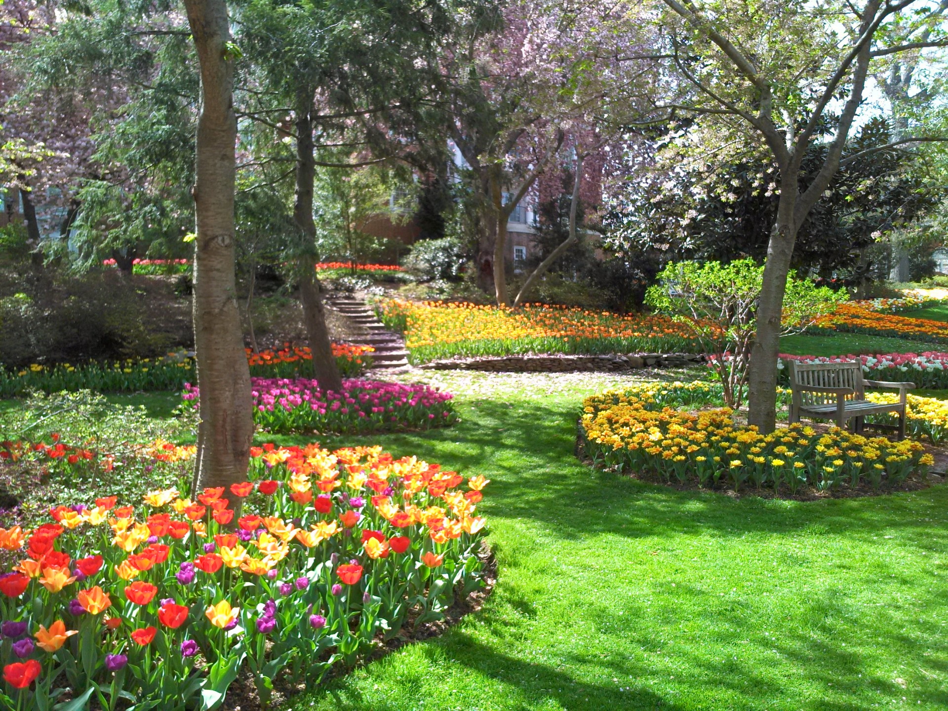 tulips flowers gardens free photo