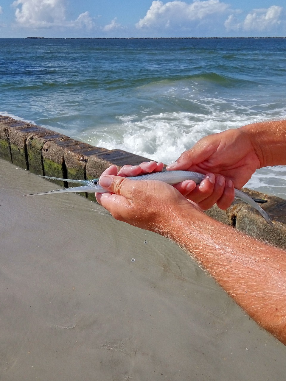 garfish fish fishing free photo