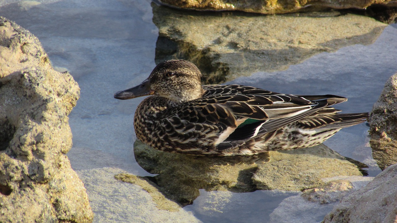 garganey anas querquedula duck free photo