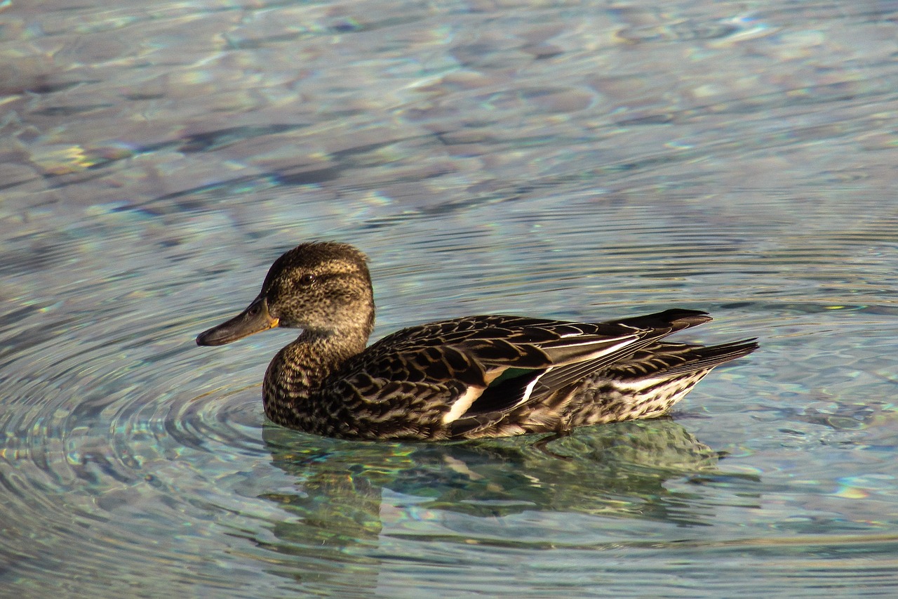 garganey anas querquedula duck free photo