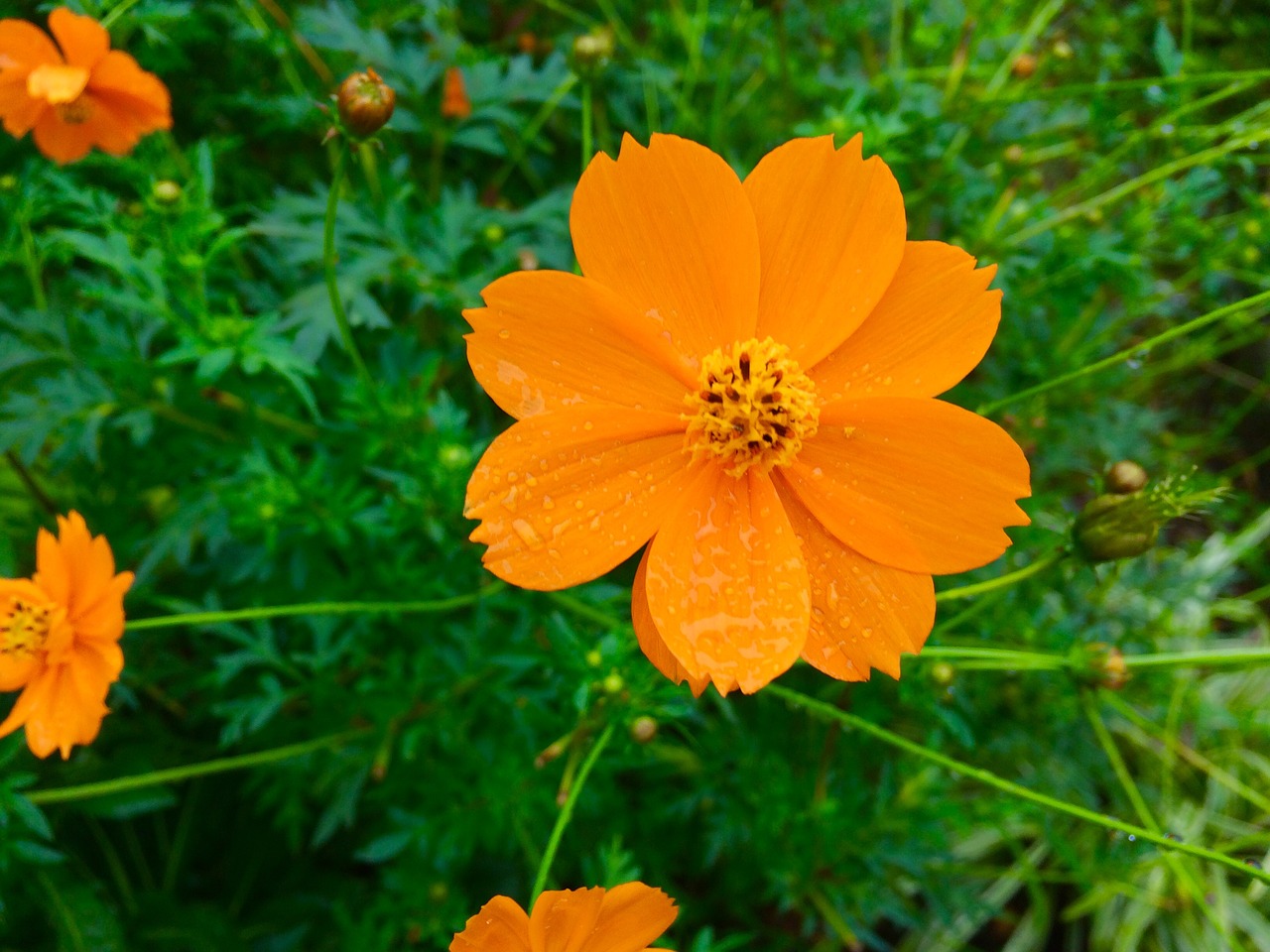 garland chrysanthemum flowers orange leaf free photo