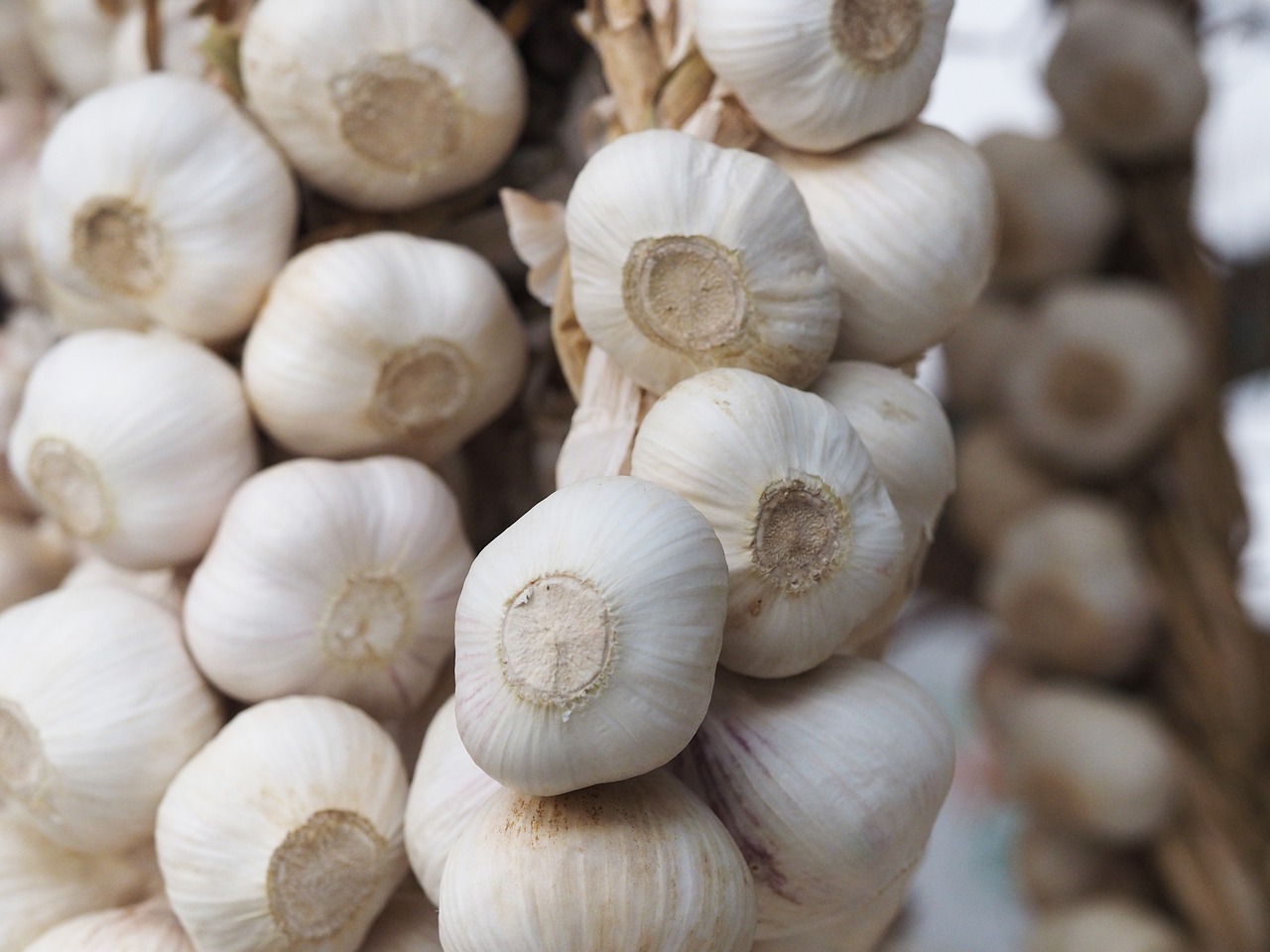 garlic white food free photo