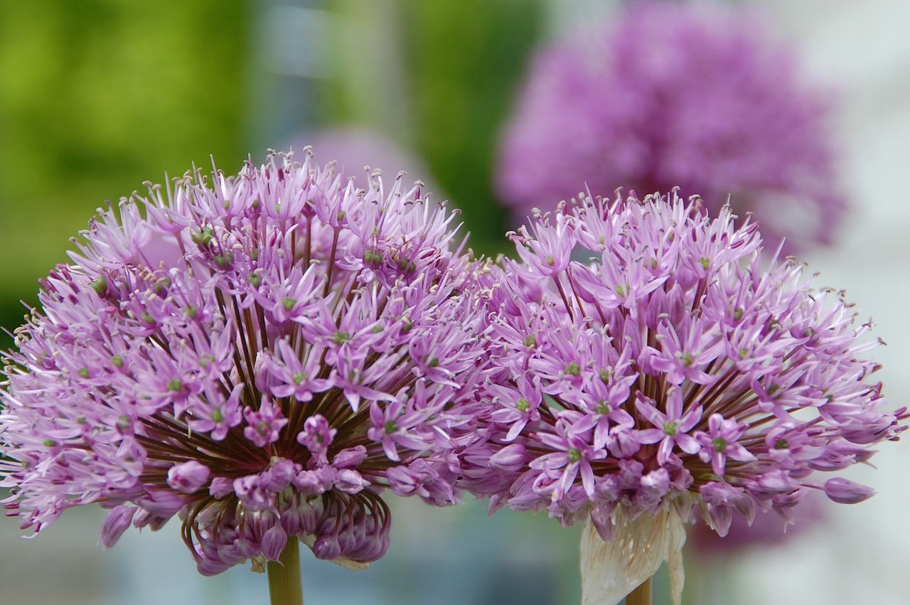 garlic flower garden free photo