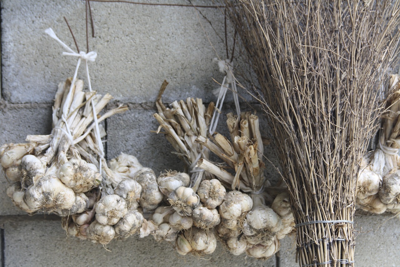 garlic campaign bunch free photo