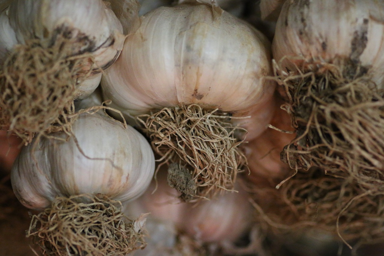 garlic condiment kitchen free photo