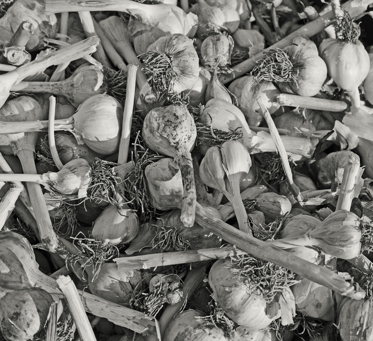 garlic sw black and white free photo