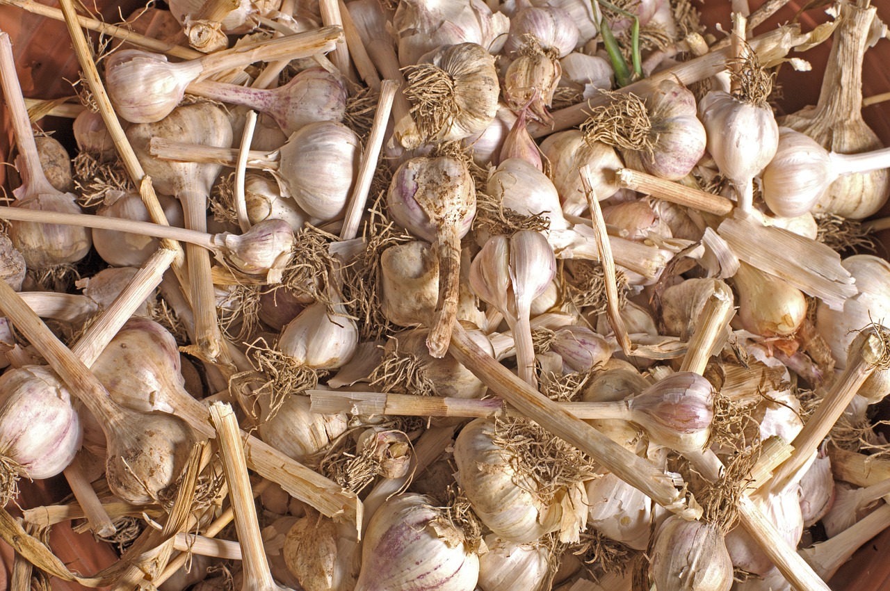 garlic harvest much free photo