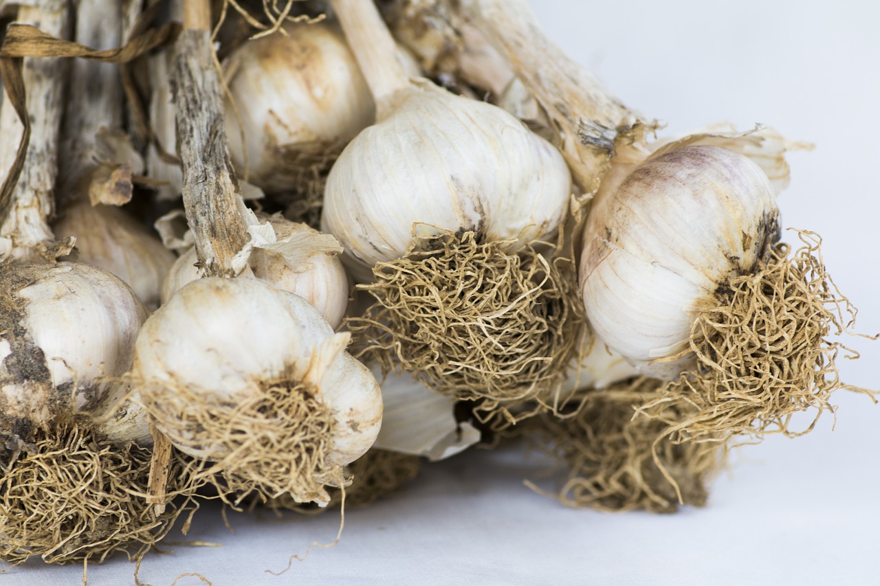 garlic heads of garlic condiment free photo