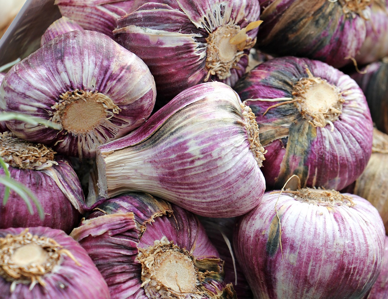 garlic red garlic red free photo