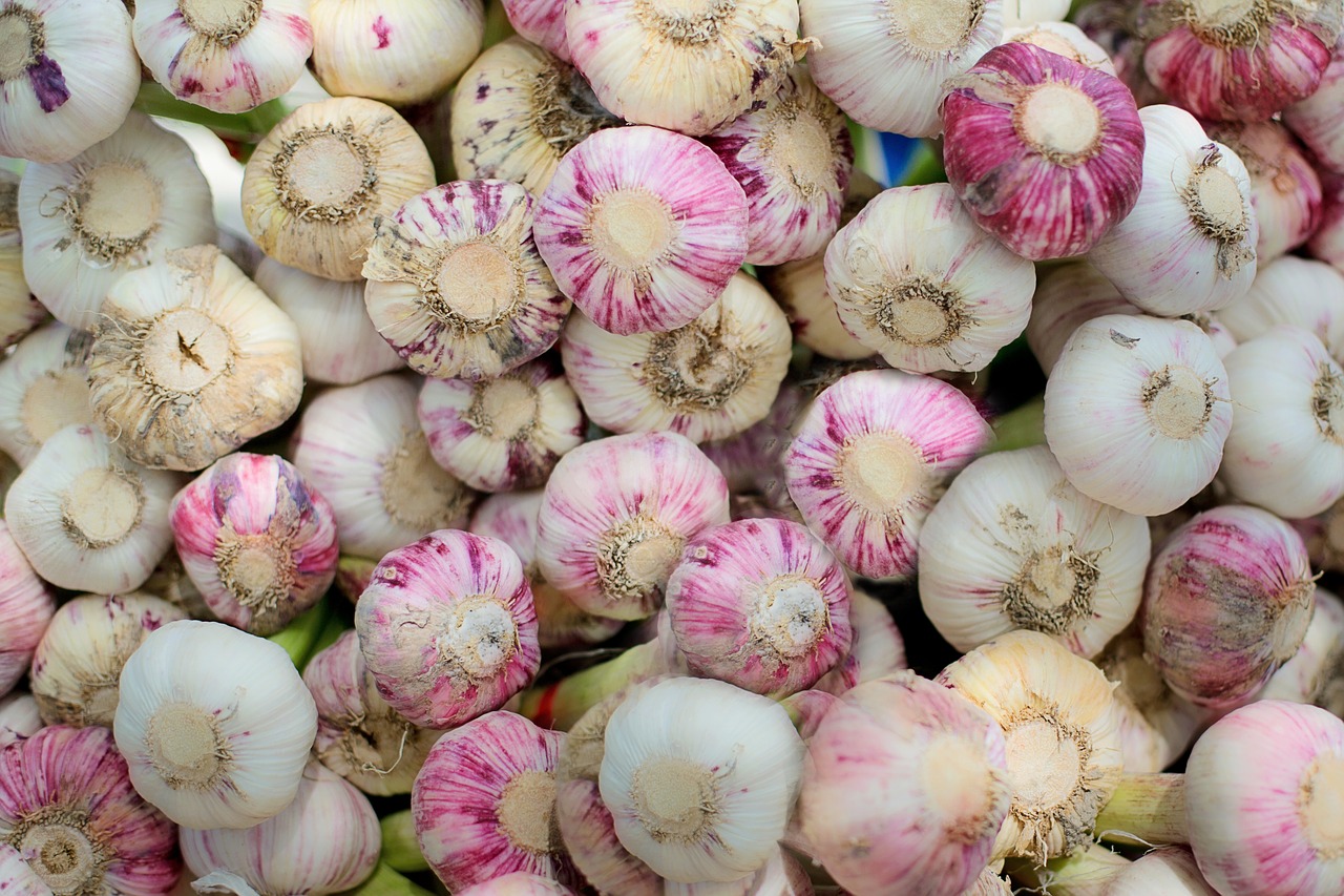 garlic fresh herb free photo