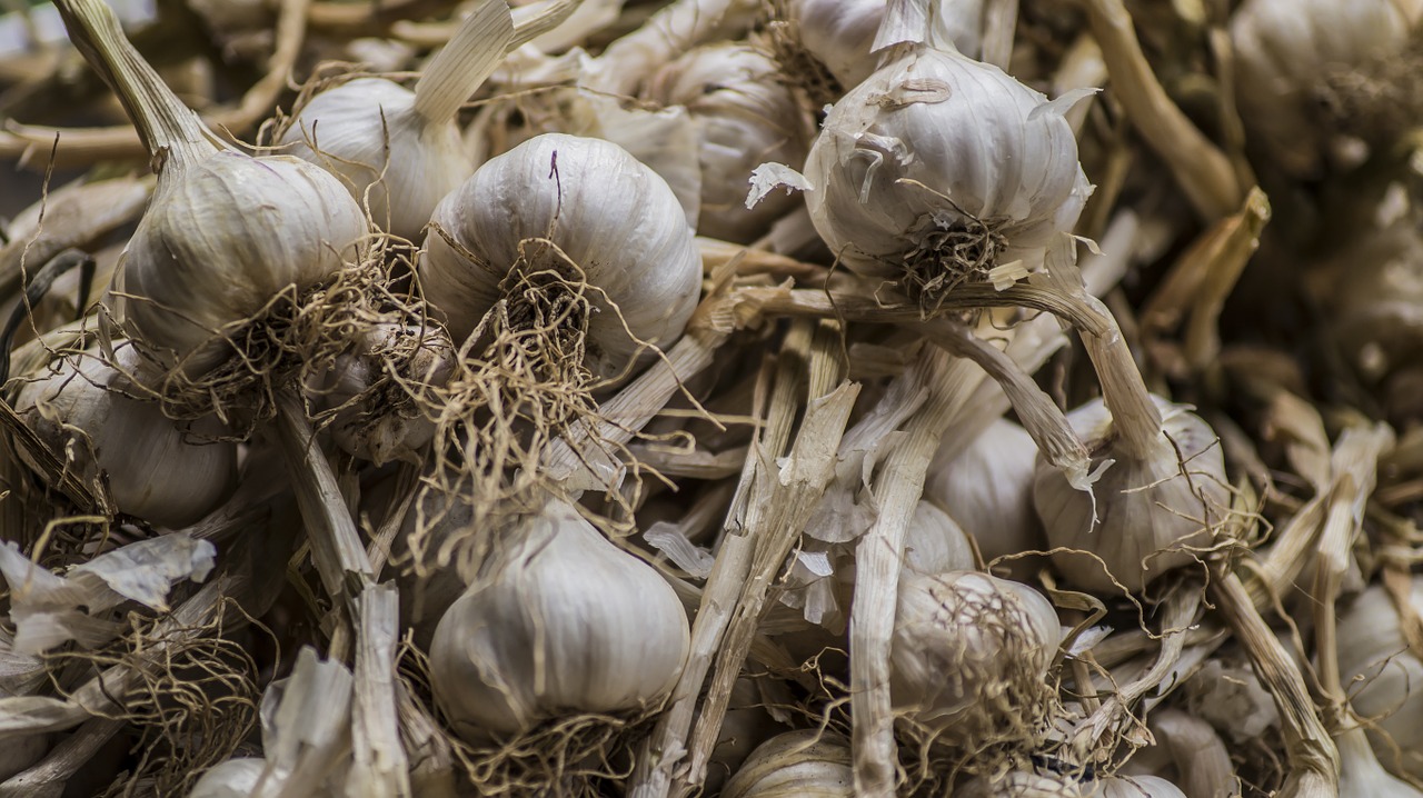 garlic brownish focused free photo